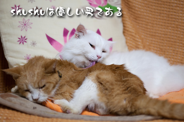 やさしいシュシュ