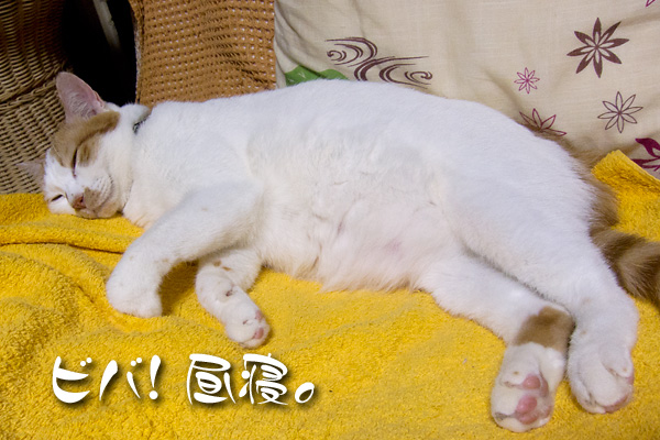 ビバ!昼寝。