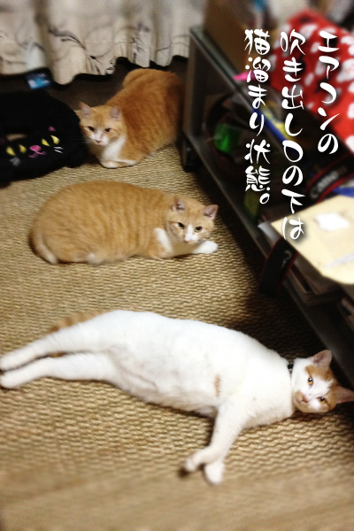 猫だまり