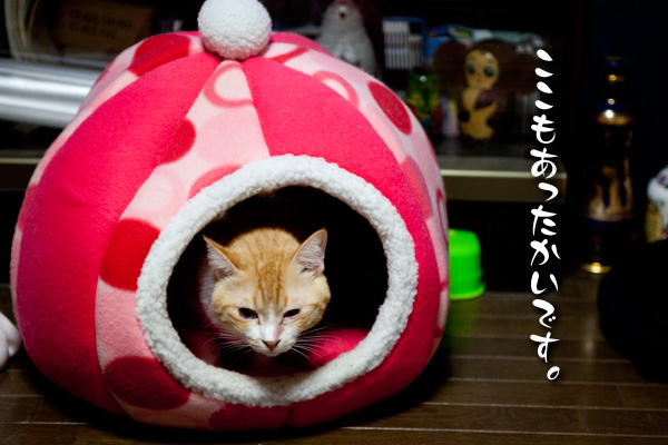 寒さが身にしみる?