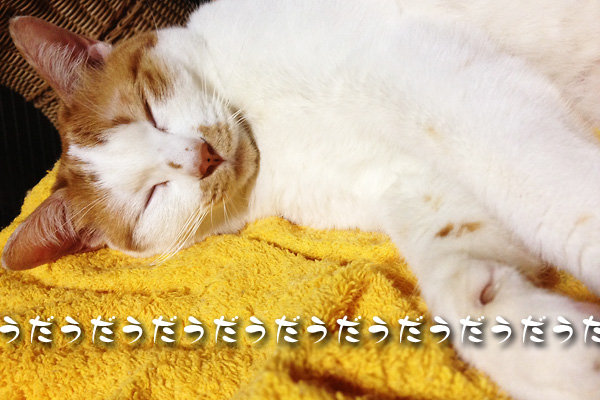 うだうだjojo