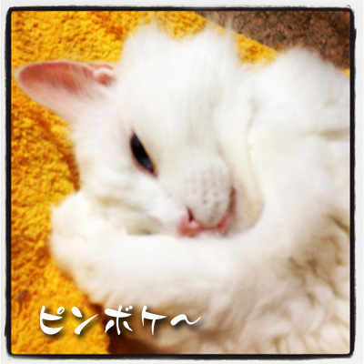 ピンボケシュシュ