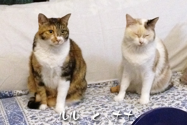 ルルとナナ