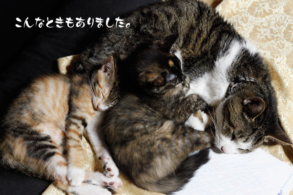 在りし日のパク 仔猫たちと眠る