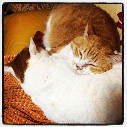 jojo&momo