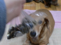 つかみどり