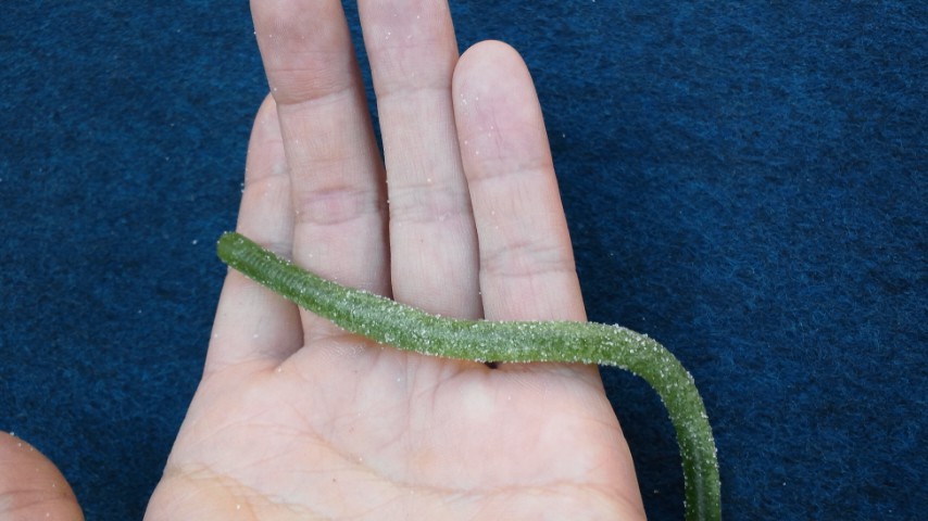 DSC_0009.JPG