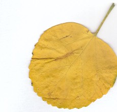枯葉