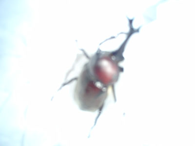 カブトムシ