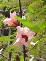グラチアップの花