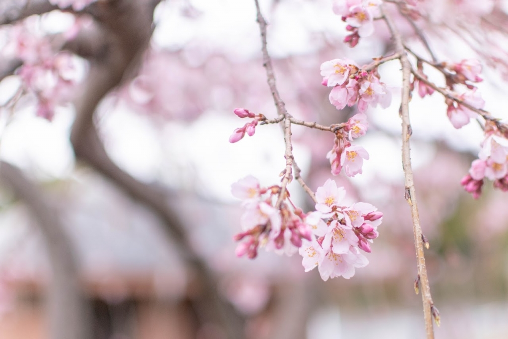 立命館宇治中学・高校の桜