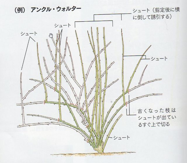 つるバラの剪定 薔薇のある暮らし