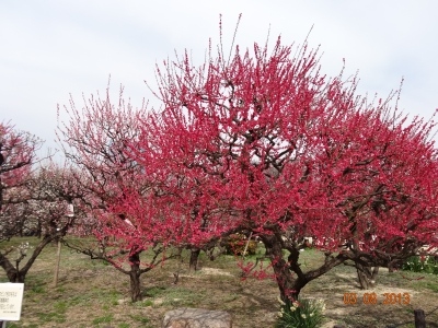 DSC01361.JPG