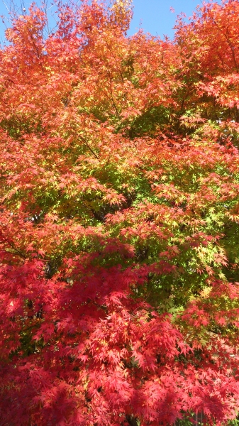 DSC_4204.jpg