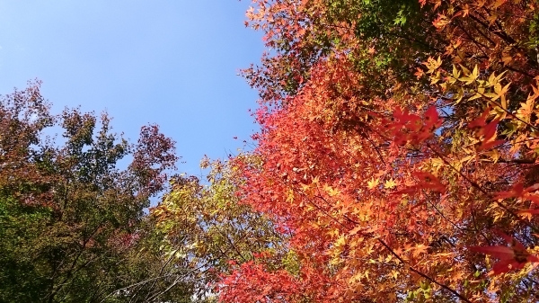 DSC_4388.JPG