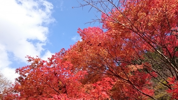 DSC_4393.JPG