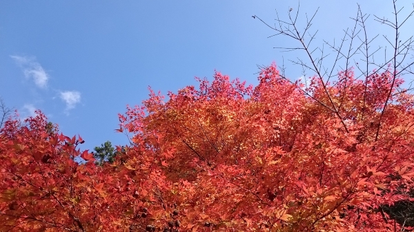 DSC_4394.JPG