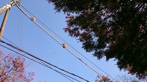 DSC_4431.JPG