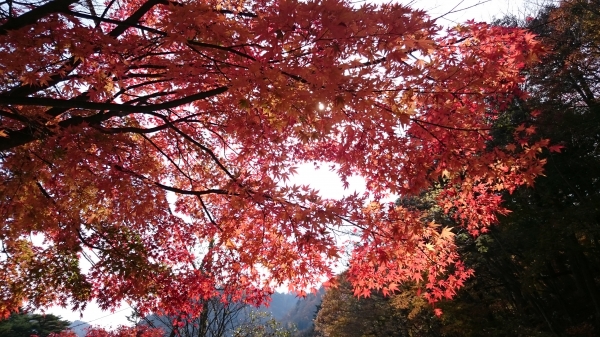DSC_4567.JPG