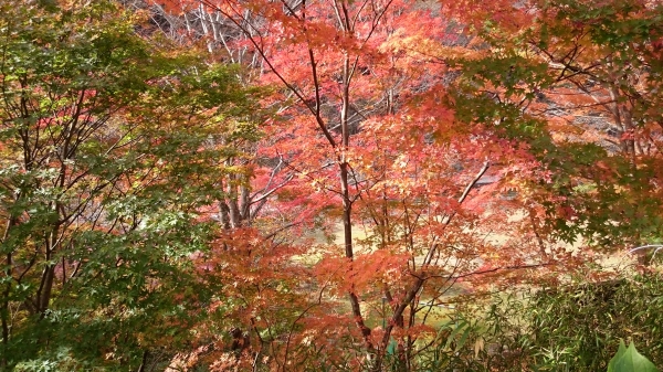 DSC_4579.JPG