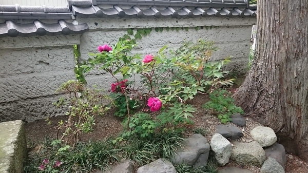 DSC_5960.JPG