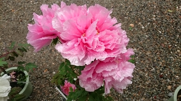 DSC_5968.JPG
