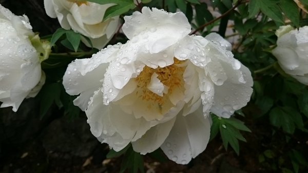 DSC_5972.JPG