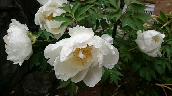 DSC_5973.JPG