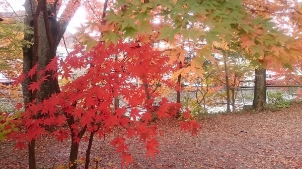 DSC_1232.JPG