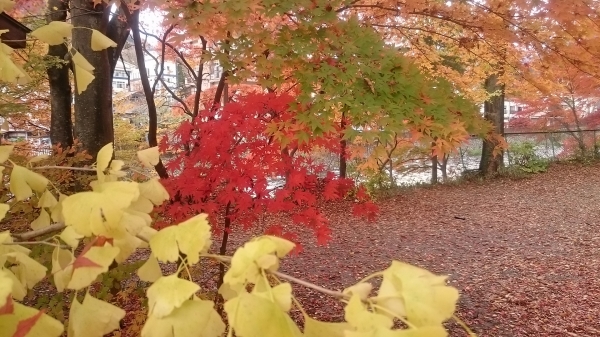 DSC_1233.JPG