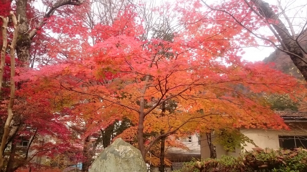 DSC_1242.JPG