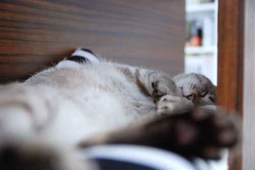DSC_0075.JPG