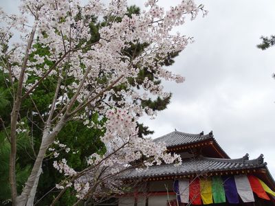 2017.4.9@奈良・西大寺