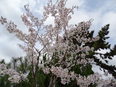 2017.4.9@奈良・西大寺