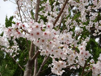 2017.4.9@奈良・西大寺