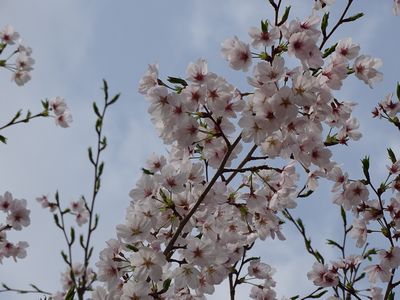 2017.4.9@奈良・西大寺