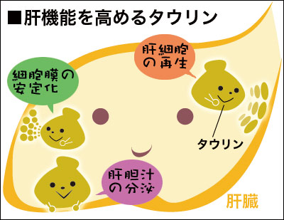 肝臓