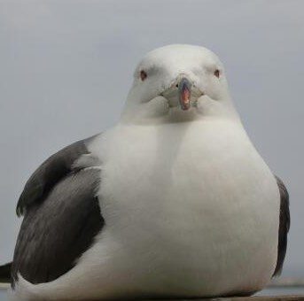 ウミネコリンク集