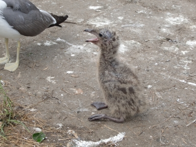 ウミネコの雛