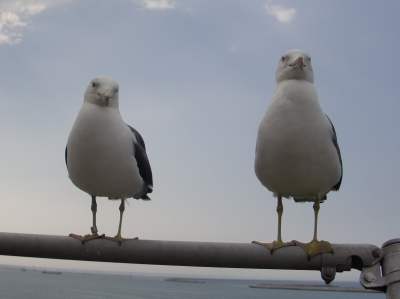 ウミネコのツーショット1
