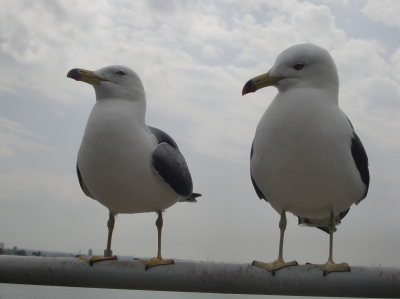 ウミネコのツーショット2