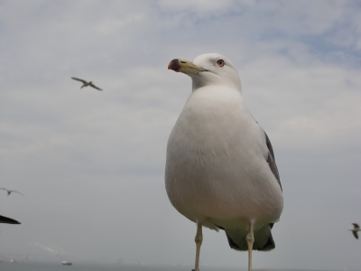 ウミネコのお腹1