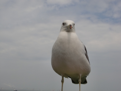 ウミネコのお腹2