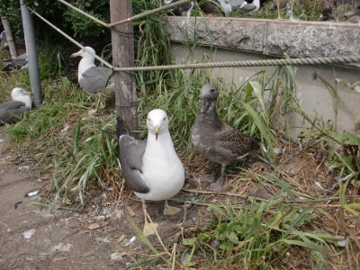 ウミネコと子1