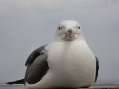 ウミネコに気づかれた5
