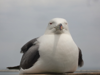 ウミネコに気づかれた6
