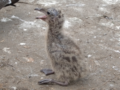 生まれてまだ立てない雛