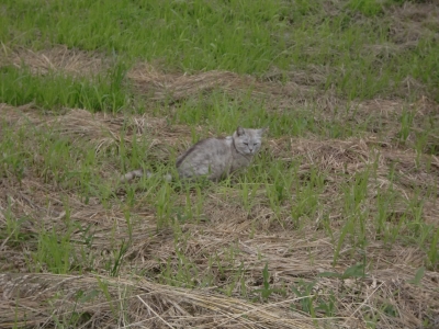 河川敷の猫2
