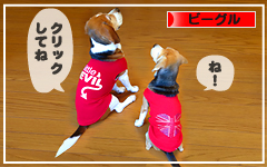 にほんブログ村 犬ブログ ビーグルへ