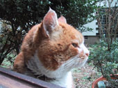お正月にきたねこさん3